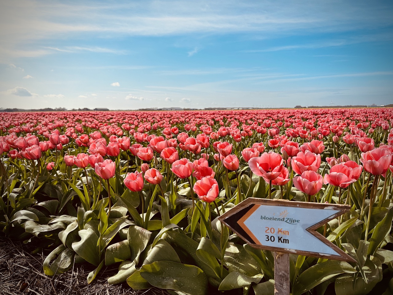 Bloeiend Zijpe Wandeldag Callantsoog